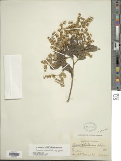 Vernonanthura patens image