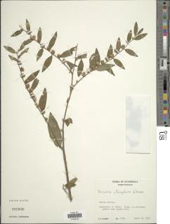 Lepidaploa uniflora image