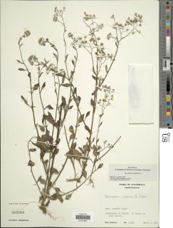 Image of Vernonia cinerea