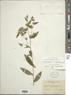 Lepidaploa salzmannii image