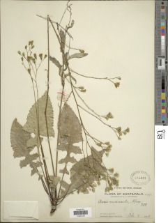Acourtia nudicaulis image