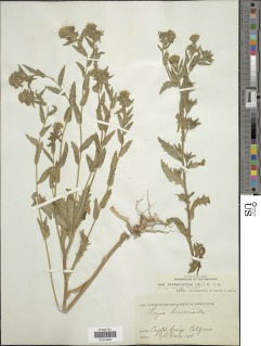 Layia hieracioides image