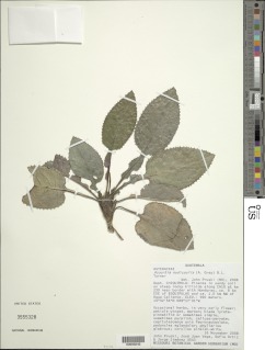Acourtia nudicaulis image