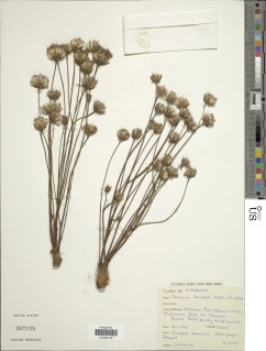 Vernonia denudata image