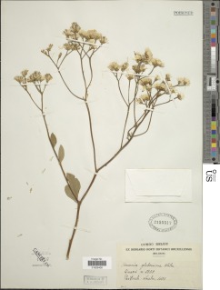 Vernonia glaberrima image