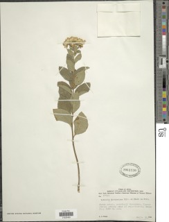 Image of Gymnanthemum thomsonianum