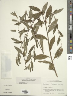 Image of Lepidaploa uniflora