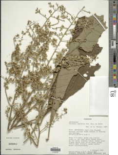 Vernonia doniana image