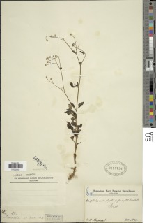 Cyanthillium stelluliferum image