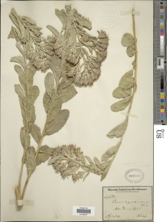 Vernonia congolensis image