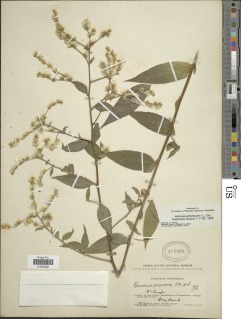 Image of Vernonia medialis