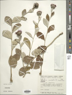 Image of Lessingianthus argyrophyllus