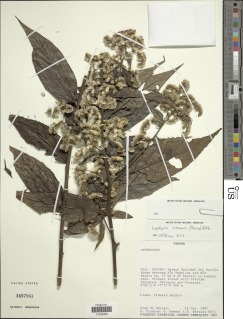 Lepidaploa lehmannii image