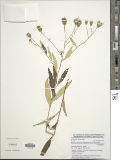 Vernonia guineensis image