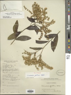 Image of Vernonia deppeana
