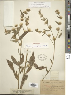 Lepidaploa salzmannii image