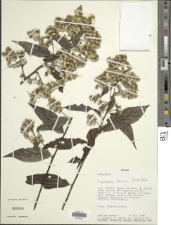 Image of Lepidaploa lehmannii