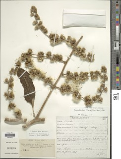 Vernonia titanophylla image