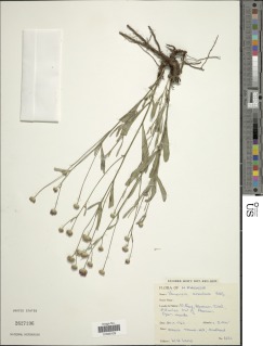 Image of Vernoniastrum aemulans