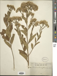 Gymnanthemum thomsonianum image