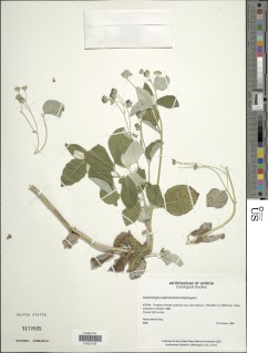 Image of Gutenbergia cordifolia