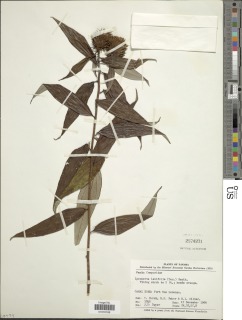 Image of Lycoseris latifolia