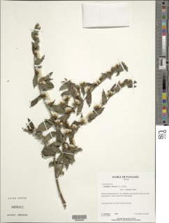 Image of Lepidaploa salzmannii