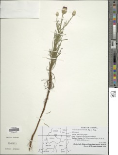 Polydora serratuloides image