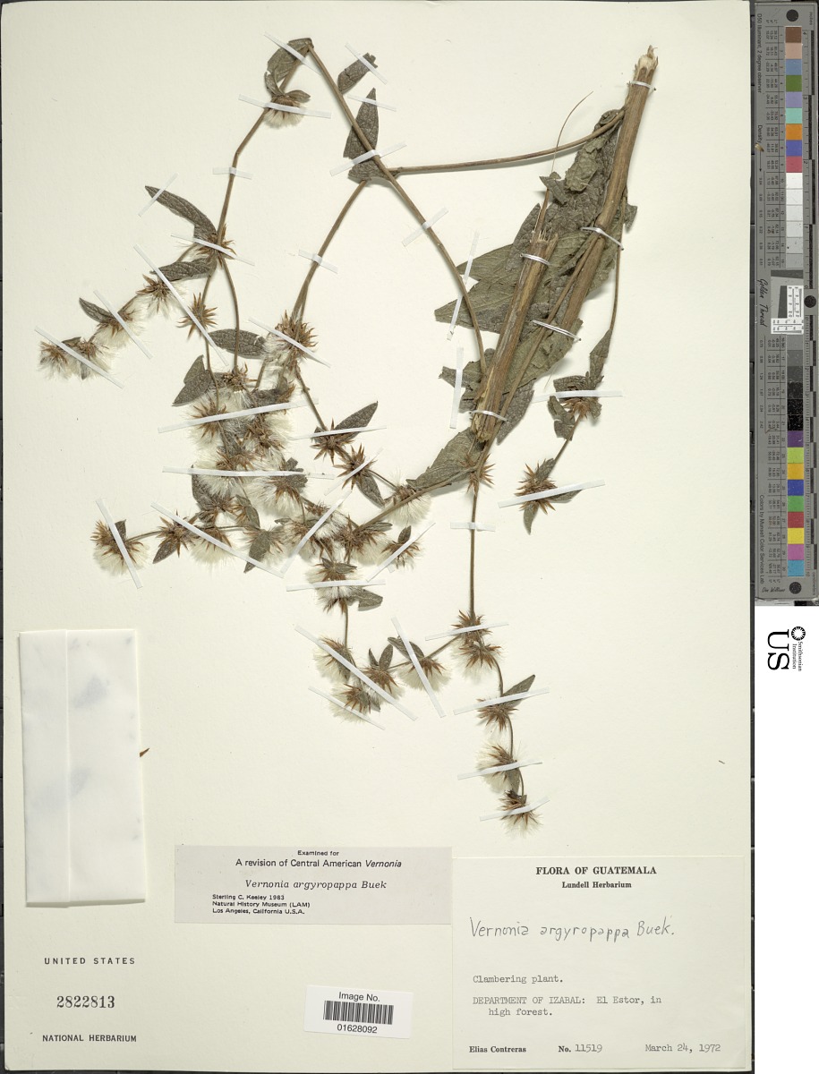 Lepidaploa argyropappa image