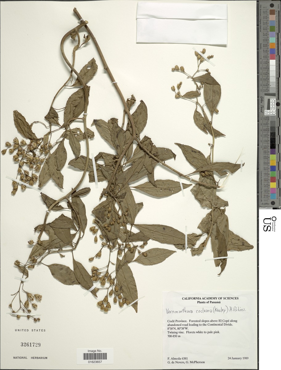 Vernonanthura cocleana image