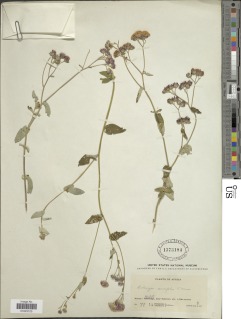 Gutenbergia cordifolia var. cordifolia image