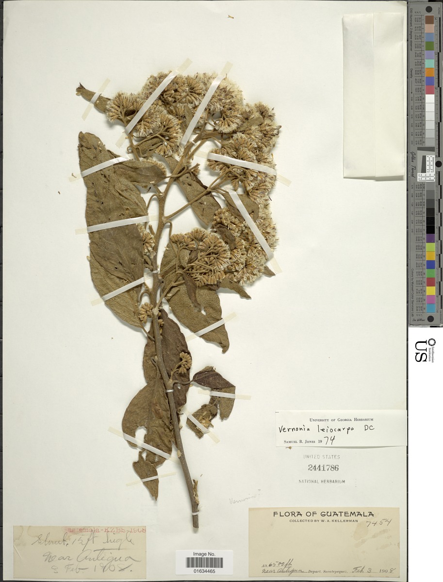 Critoniopsis leiocarpa image