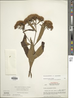 Stevia polycephala image