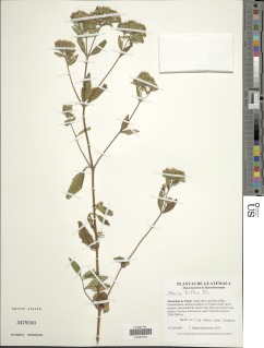 Stevia triflora image