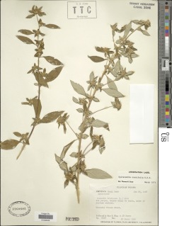 Spiracantha cornifolia image