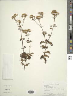 Image of Stevia triflora