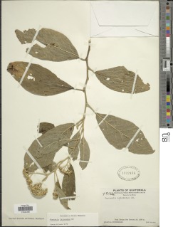 Critoniopsis leiocarpa image