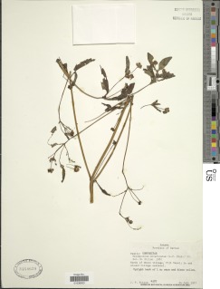 Spiracantha cornifolia image