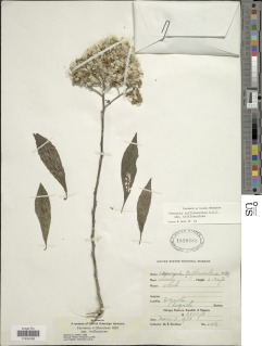 Image of Critoniopsis triflosculosa