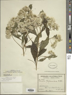 Critoniopsis triflosculosa image