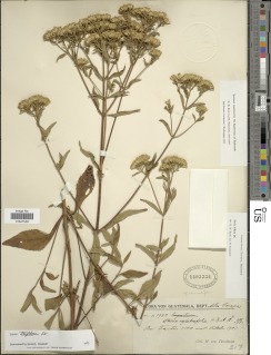 Stevia triflora image