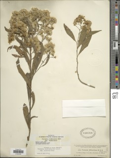 Critoniopsis triflosculosa image