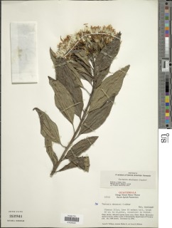 Image of Vernonia shannonii