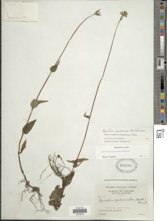 Ageratum petiolatum image