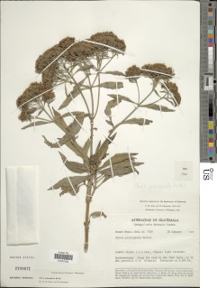 Stevia polycephala image