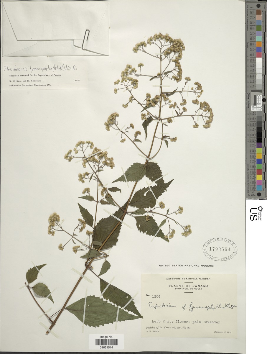Fleischmannia hymenophylla image