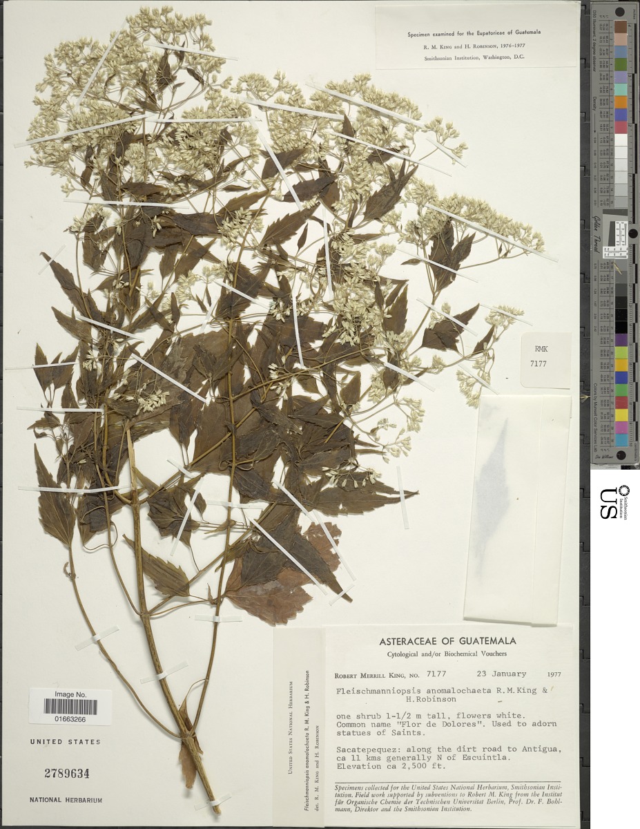 Fleischmanniopsis anomalochaeta image