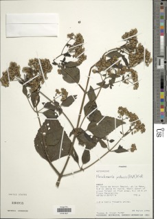 Fleischmannia pratensis image