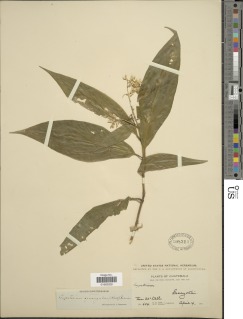 Critonia sexangularis image