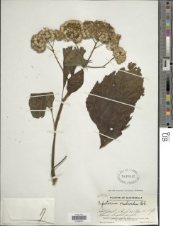 Bartlettina pansamalensis image